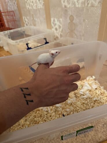 Tecili satıram!! İksi 15 manata Ağ rəngli dekorativ siçanlar -