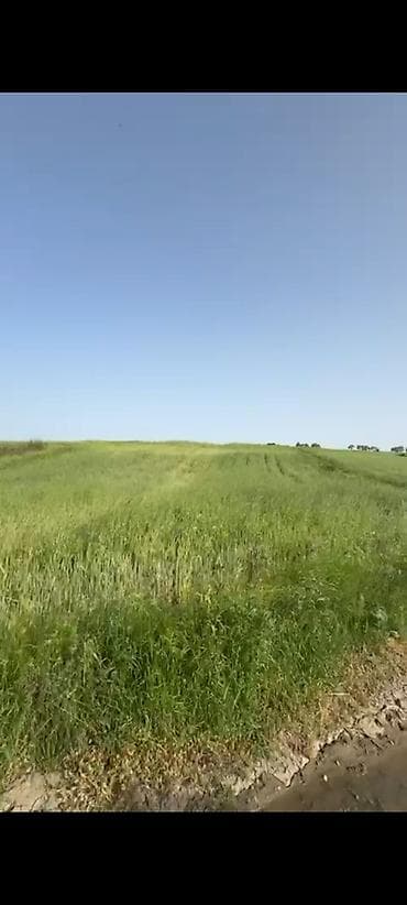 badamdar torpaq satışı: 132 sot, Kənd təsərrüfatı, Kupça (Çıxarış) — 7