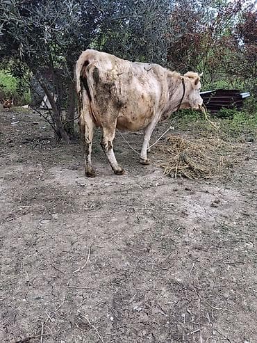 inək sagan: Dişi, il: 9, Südlük, Ünvandan götürmə — 4