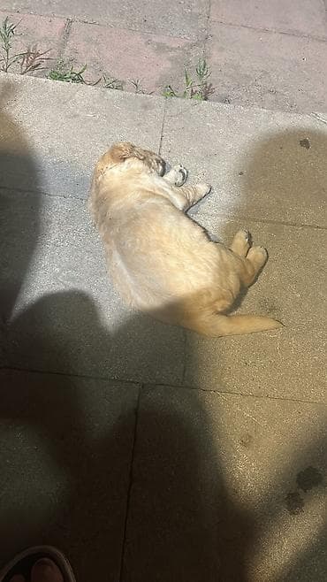 it elanlari: Retriever, 1 ay, Dişi, Peyvəndli, Ödənişli çatdırılma — 3