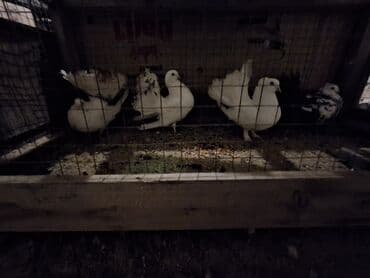 Aş qazanı: Məhsul: Bəzək güvənləri (qəfəsdə) Təsvir: - Şəkillərdə bir neçə baş — 3