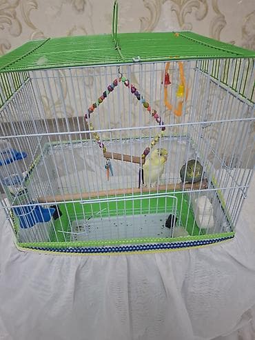 Dalğalı tutuquşu dəsti – qəfəs və aksesuarlarla birlikdə. - Qəfəs