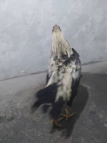 sort toyuq: Heyratıdan donme xoruz — 2