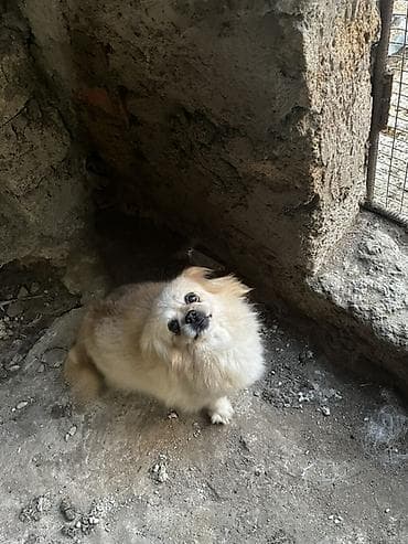 ag it: Pekines — 3