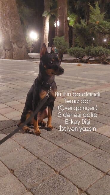 Heyvanlar üçün mallar: Miniatür pinçer, Peyvəndli — 1