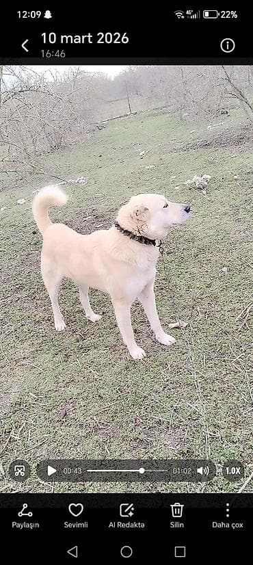 heyvan dermanlari: İt – açıq krem rəngli, qısa/orta tüklü, möhkəm sümük quruluşlu iri — 1