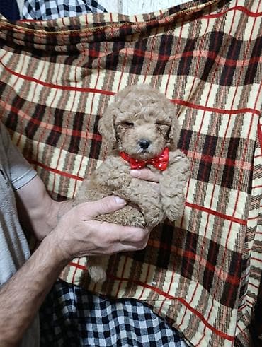 alabaý itleri: Pudel — 1