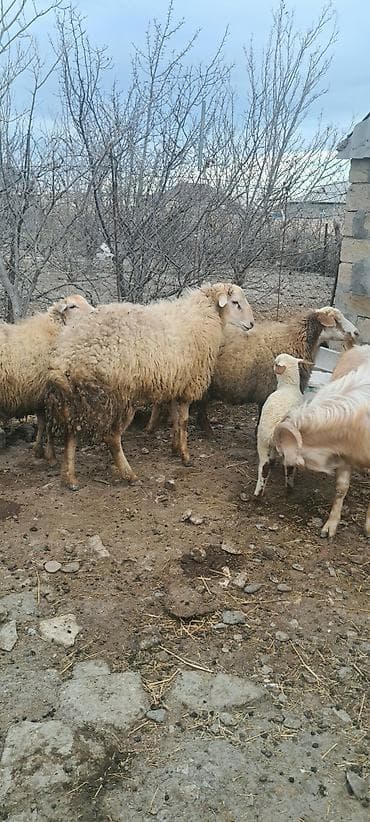 qoyun qoc: Heyvan göz qabağındadı mart ayı 1 yaşı olacağ şəkildə balaca düşür — 4