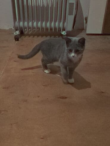 böyüməyən pişik: Yaxşı əllərə — 2