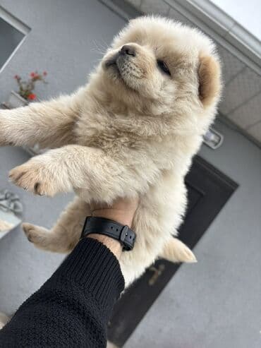 Gəmiricilər: Çau-Çau, Peyvəndli — 5