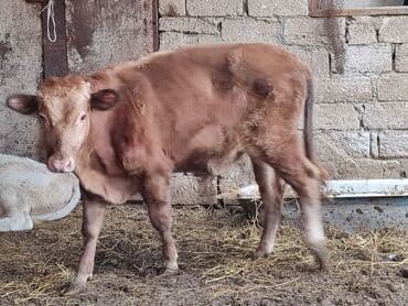 Erkək dana. 10 aylıq. Tam sağlam — 2