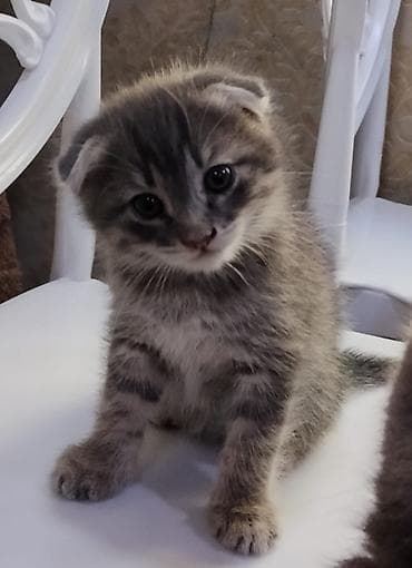 scottish: Şotland, Yaxşı əllərə — 1