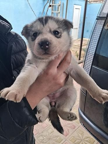 pitbul itləri: Xaski, Peyvəndli — 3