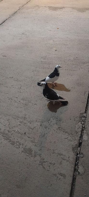 goyercin damı: Məhsul: qara boyun qara quyruq (cüt) Təsviri: - Rəng: qara boyun — 3