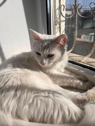 Türk anqorası cinsi. Ağ, uzun tüklü ev pişiyi - Rəng: tam ağ, yumşaq lalafo.az -da Türk anqorası cinsi. Ağ, uzun tüklü ev pişiyi - Rəng: tam ağ, yumşaq