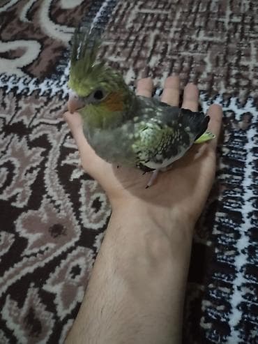 Növ: Nimfa tutuquşusu (Cockatiel) Rəng/mutasiya: Yaşıl-boz tonlarda