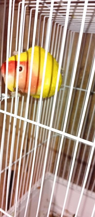 ereb ati satilir: Salam 1 cüt korella 70 manata.bala almışam 4 ədəd elada baxırlar 1 — 1