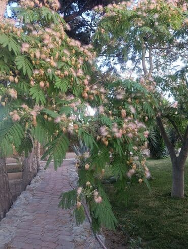 bakida toxum satisi: Abadliq isleri qazon torf agaclar gul cicey bağlarda umumi abadliq — 5