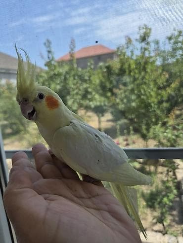 Птицы: Dişidir 7-8aylıq bir az təngənəfəsliyi var başqa heç bir problemi — 2