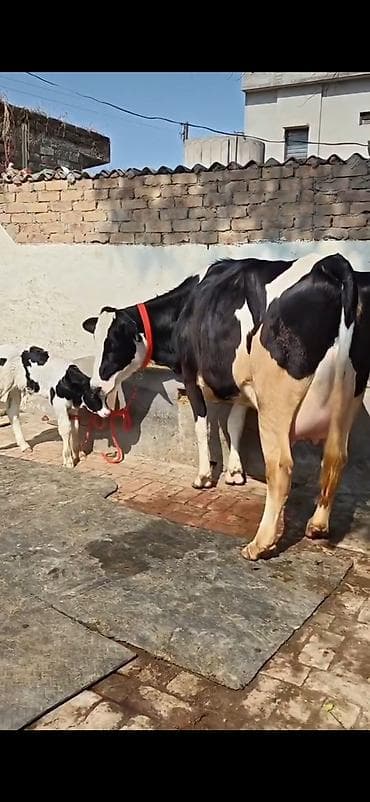 Inəklər, öküzlər: Südlük inək və buzağı - Cins: qara-ağ alaca (Holşteyn tipli görünüş) — 4