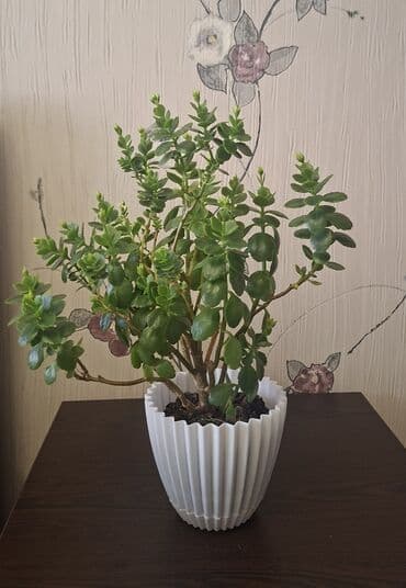 Ağaclar: Satılır: otaq bitkiləri (şəkillərdəki qabları ilə) 1) Oxalis — 3