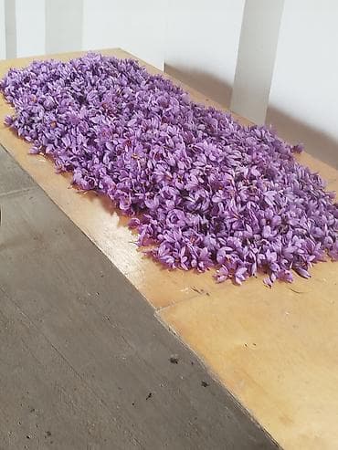 bacoklar: Quru meyvələr — 10