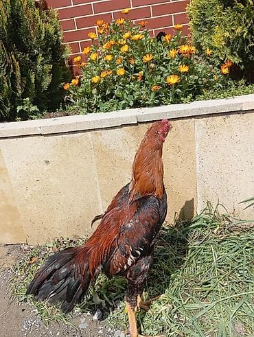 heyratilər: Xoruz, Heyratı, il: 1, Ödənişli çatdırılma — 5