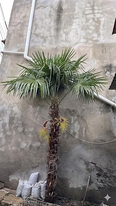 sam agaclari: Trachycarpus fortunei (küləkəksən/xurma palmiyası) - Növ: Fanlı — 1