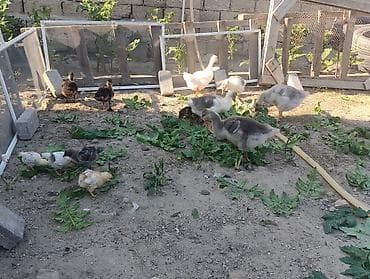 rol qaz: Məhsul: Cücələr – 1 aylııq qaz balaları Ala qazlar yerli 18dümağ — 10