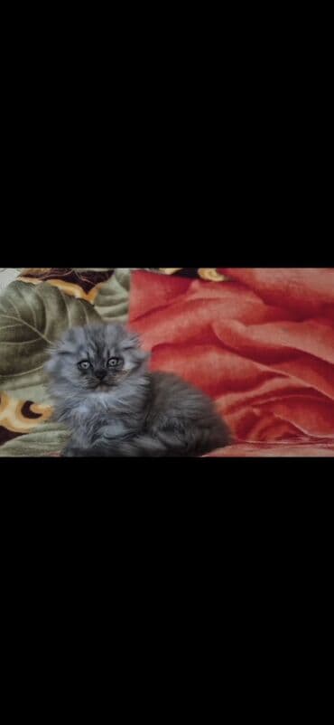 it etibarlı əllərə verilir: 50 ile 250 arasi cins saf qan pisiklerimiz var( Silver sinsila temiz — 13