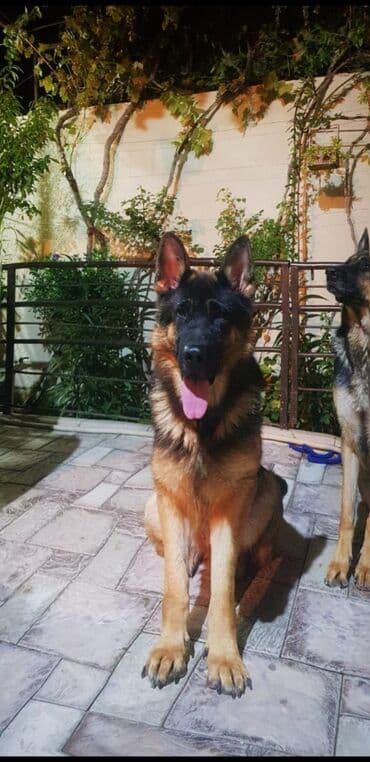 Alman çoban iti, 2 il, Dişi, Ödənişli çatdırılma