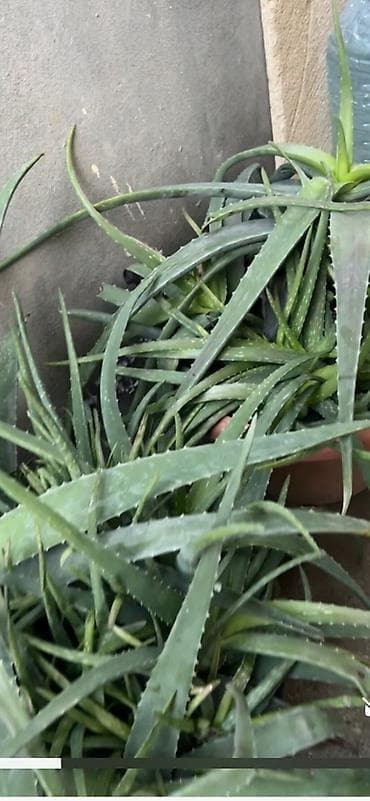 Aloe vera (Aloe barbadensis) dekorativ və faydalı saksı bitkisi -