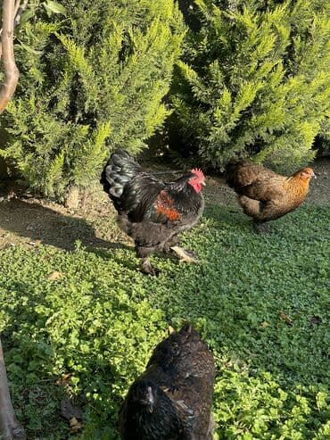 pişik satışı ucuz: Brama xoruzları. Biri 2 illik xoruz - 100₼ İkisi 7 aylıq xoruz — 8