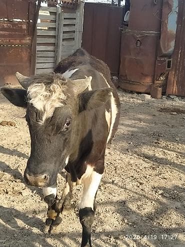 diwi dana: Qara-ağ rəngli dana/buzağı - Cinsi: erkək - Rəng: kürək və gövdədə — 1