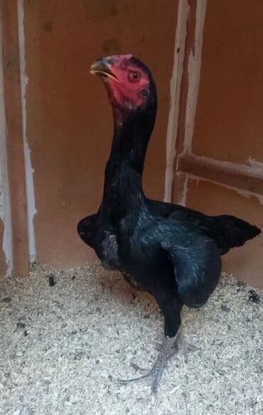 купить цыплят несушек: Курица, Для разведения — 1