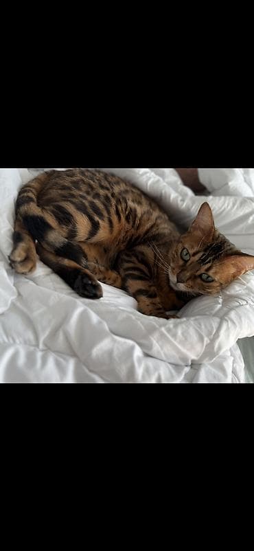 Собаки: Бенгальская, Самка — 3