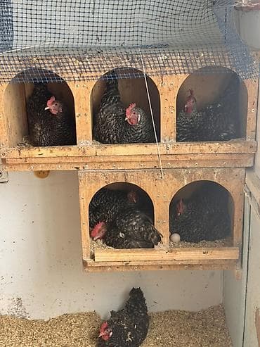 kənd toyuqlarının satışı: Toyuq, Damazlıq, Ödənişli çatdırılma — 4