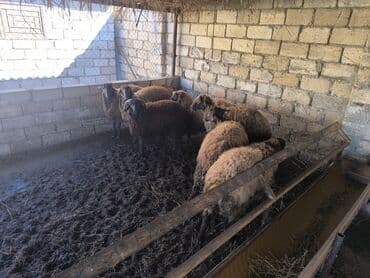 balonka türkçe ne demek: 14 baş bordaq kök quzulardı. -6 başı 21-23 kiloluqdu 8 başı 15-16 — 2