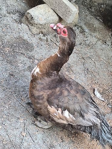 Muscovy (indo) ördəyi – qəhvəyi rəngli, ağ ləkəli lələklər, qırmızı