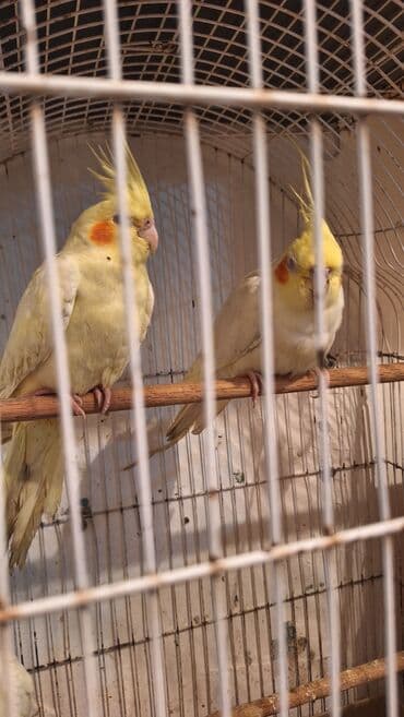 кольчатый попугай цена: Karella iki ədəd bir dişi bir erkək təmiz dağistan sortudur xahiş — 3