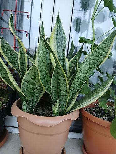 Sansevieria (Qayın dili) – dekorativ yarpaqlı otaq bitkisi - Növ — 1