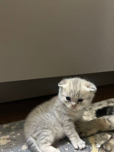 Boyunbağılar: Şinşilla, Erkək, Yaxşı əllərə — 3