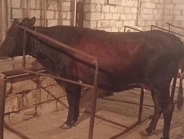 Ətlik Maldı Bakı Malıdı Super kokdu Real alcılar Zeng Etsin