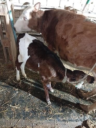 Птицы: Salam aleykum dishi danalardır qara alalar İvanovka di qırmızı sharol — 10