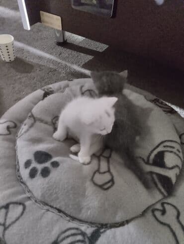 ağ pişiy: Erkək, Dişi, Yaxşı əllərə, Ünvandan götürmə — 9