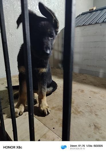 keclər: Alman çoban iti — 2