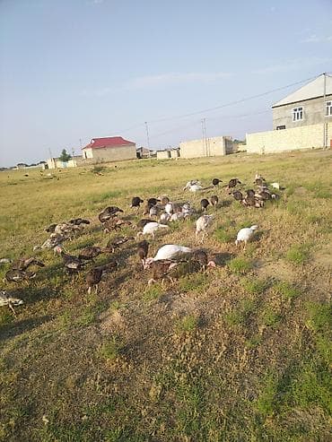 keçi satışı: Salam. Yerli hinduşqalardı. 4 aylıqdırlar. 60 ədədir bir yerdən — 2