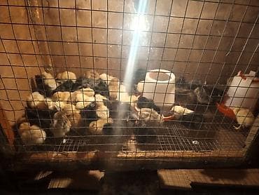 kend toyuqları: Toyuq cücələri, Damazlıq — 3