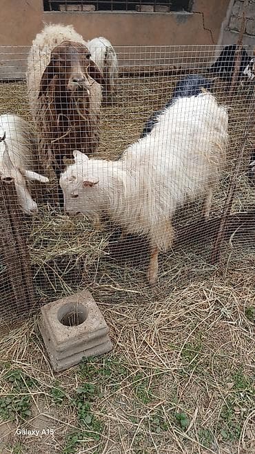 heleb keçisi: 14 eded keci satilir.4 erkek 10 disi.disiler hamsi tekesini — 8