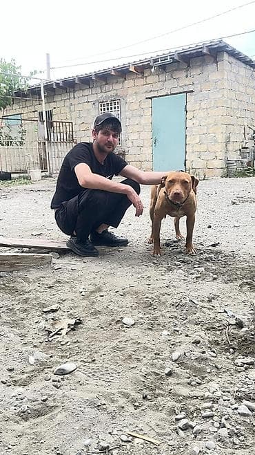Pitbul, 1 il, Dişi, Peyvəndli, Ünvandan götürmə — 2